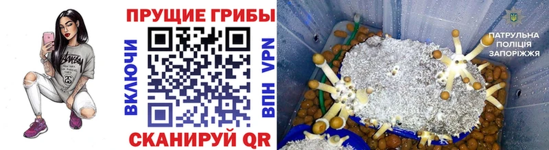 Галлюциногенные грибы GOLDEN TEACHER  Таганрог 